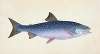 Alpine Charr, Salmo alpinus