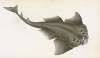 Angel shark, Squalus Squatina