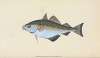 Bib, Gadus Luscus