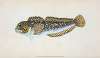 Blenny, smooth, Blennius Pholis