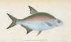 Bream, Cyprinus Brama