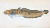 Burbot, Gadus lota