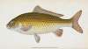 Carp, Cyprinus Carpio