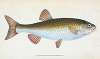 Chub, Cyprinus Jeses