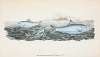 Clupea alosa, young, White Bait