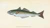 Coal Fish, Gadus Carbonarius