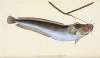 Cod, five-bearded, Gadus Mustella