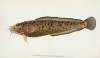 Cod, three-bearded, Gadus Tricirratus