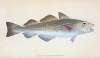 Common Cod-fish, Gadus Morhua