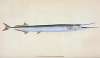 Common Gar-fish, Esox belone