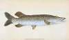 Common Pike, Esox Lucius