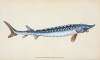 Common Sturgeon, Acipenser Sturio