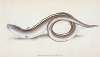 Conger Eel, Muræna Conger
