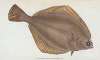 Dab, Pleuronectes limanda