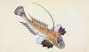 Dragonet, gemmous, Gallioyumus Lyra