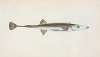 Fifteen-spined Stickleback, Gasterosteus spinachia
