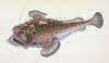 Fishing Frog, or Common Angler, Lophius Piscatorius