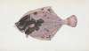 Flounder, Pleuronectes Flessus