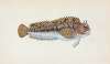 Gattorugine Blenny, Blennius Gattorugine