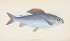 Grayling, Salmo Thymallus