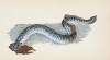 Great, or Sea Lamprey, Petromyzon Marinus