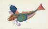 Gurnard, sapphirine, Trigla Hirundo