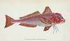 Gurnard, streaked, Tirgla Lineatus