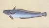 Hake, Gadus Merluccius