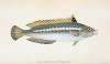Indented-striped Wrasse, Labrus Julis