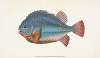 Lump Sucker, Cycloterus Lumpus