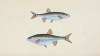 Minow, Cyprinus phoxinus