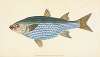 Mullet, Mugil Cephalus