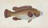 Old Wife Wrasse, Labrus Tinca