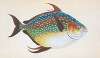 Opah, or King-fish, Zeus Luna