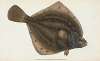 Plaise, Pleuronectes Platessa