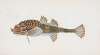 Pogge, Cottus Cataphractus
