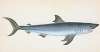 Porbeagle Shark, Squalus Cornubicus