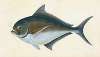 Ray’s toothed Gilt-head, Sparus Raii