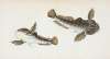 River Bull-head, Cottus Gobio