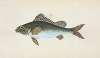 Ruffe, Perca cernua