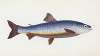 Salvelian Charr, Salmo Salvelinus