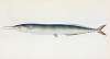Saury, or Skipper Pike, Esox saurus