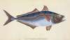 Scad, Scomber Trachurus