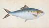 Shad, Clupea alosa