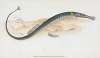 Shorter Pipe-fish, Syngnathus Typhle