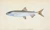 Smelt, Salmo eperlanus