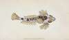 Sordit Dragonet, Callionymus Dracunculus
