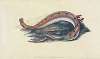 Spotted Blenny, or Butter-fish, Blennius gunnellus