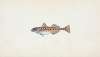 Spotted Goby, Gobius minutus
