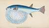 Stellated Globe Diodon, Tetrodon stellatus